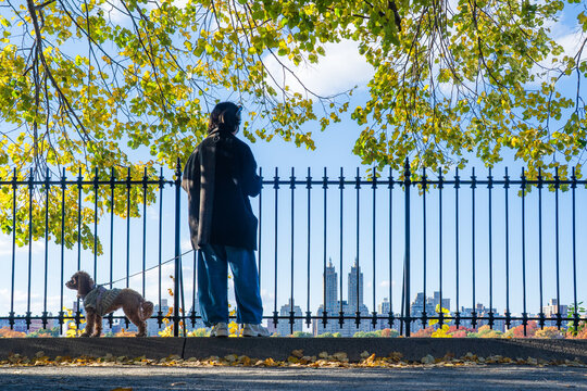 Manhattan, United States - 08 November 2025: View of a contemplative figure with a dog gazing over a black iron fence towards the iconic skyline, framed by the vibrant autumn foliage.
