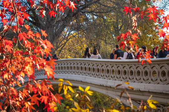 Manhattan, United States - 08 November 2025: View of the iconic Bow Bridge in Central Park, framed by the fiery hues of autumn leaves against the soft, golden light of a late afternoon.