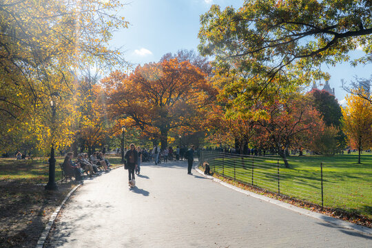 Manhattan, United States - 08 November 2025: View of Central Park's winding path ablaze with autumn's fiery hues, as city dwellers stroll amidst the vibrant foliage and sun-dappled lawns.