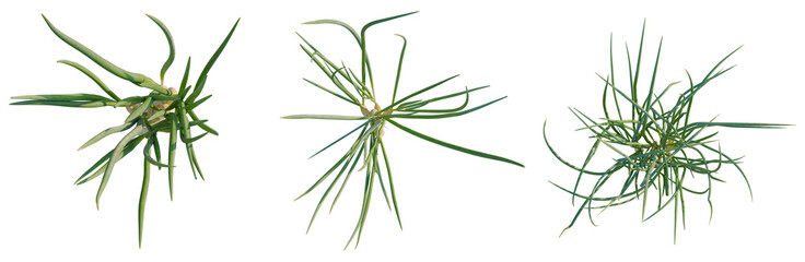 Fototapeta premium Allium fistulosum tree plan, top view, cutout, transparent background, isolate, Close-up of vibrant green grass blades, a natural and fresh aesthetic, perfect for spring backgrounds.