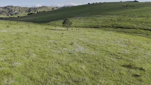 Drone flies low over grassy field and lone tree with several springbok playing beneath it on late afternoon at Sibebe Rock near Mbabane, Eswatini