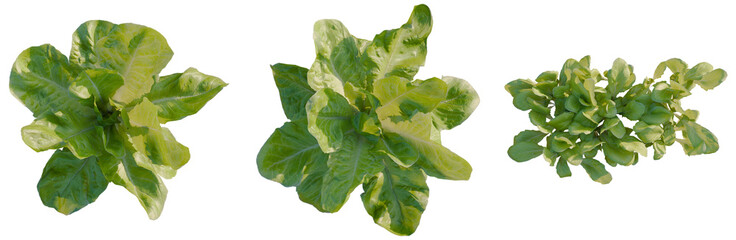 Lactuca sativa tree plan, top view, cutout, transparent background, isolate, Fresh Green Romaine Lettuce Leaves Close-Up, Healthy Food, Salad Ingredients, Vegetarian Nutrition © Peter Hai
