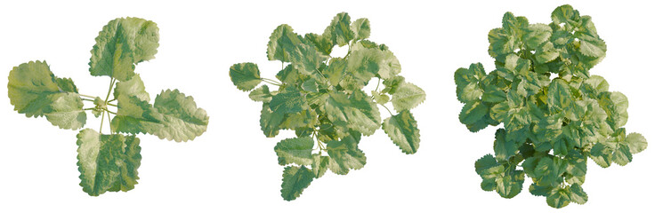 Melissa officinalis tree plan, top view, cutout, transparent background, isolate, Close-up of vibrant green leaves with intricate vein patterns, nature's beauty © Peter Hai