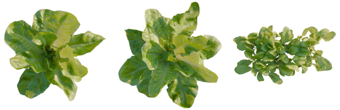Lactuca sativa tree plan, top view, cutout, transparent background, isolate, Fresh Green Romaine Lettuce Leaves Close-Up, Healthy Food, Salad Ingredients, Vegetarian Nutrition