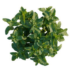 Mentha arvensis tree plan, top view, cutout, transparent background, isolate, Fresh mint leaves close-up, vibrant green color, natural herbs, food ingredients, healthy eating © Peter Hai