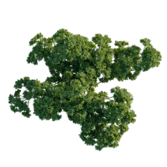 Petroselinum crispum tree plan, top view, cutout, transparent background, isolate, Fresh Parsley Sprig, Close-Up, Vibrant Green Herb, Natural Food Ingredient, Culinary Detail © Peter Hai