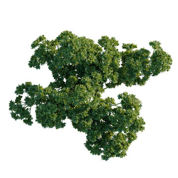 Petroselinum crispum tree plan, top view, cutout, transparent background, isolate, Fresh Parsley Sprig, Close-Up, Vibrant Green Herb, Natural Food Ingredient, Culinary Detail