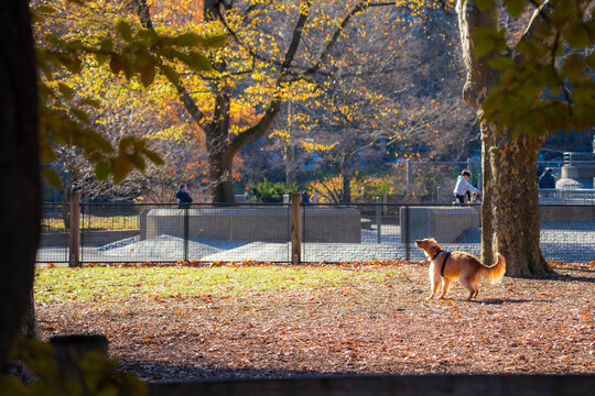 Manhattan, United States - 03 December 2025: View of a golden dog basking in the sunlight amidst fallen leaves in a park, framed by trees with golden foliage.