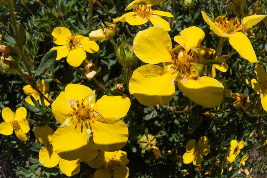 Cheerful shrubby cinquefoil wildflowers.