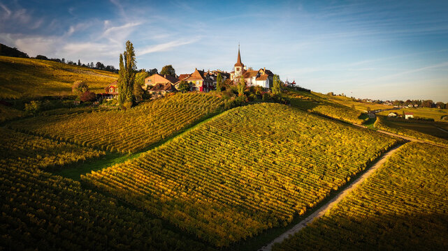 Aerial view of golden vineyards blanket the rolling hills leading to the village topped with a church steeple under a vast sky, Fechy, Vaud, Switzerland.