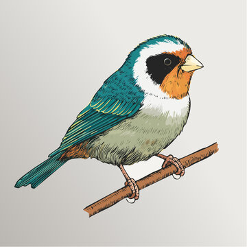 A colorful bird perches on a branch showcasing its vibrant feathers and distinctive markings.