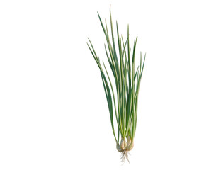 Fototapeta premium Allium fistulosum tree, elevation, front view, cutout, transparent background, isolate, Fresh green onions bunch with roots, close up. Organic vegetables food, culinary ingredient.