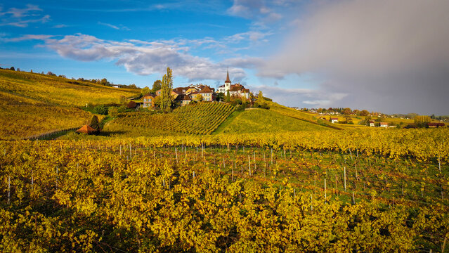 Aerial view of golden vineyards blanketing the rolling hillsides leading up to the village church steeple under an expressive sky, Fechy, Vaud, Switzerland.