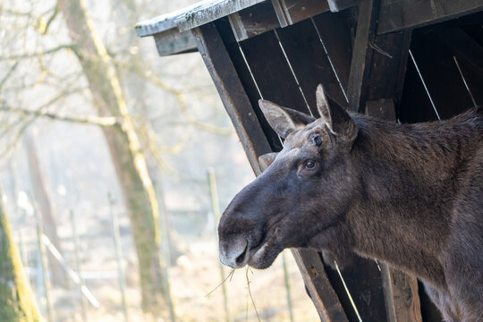 elk