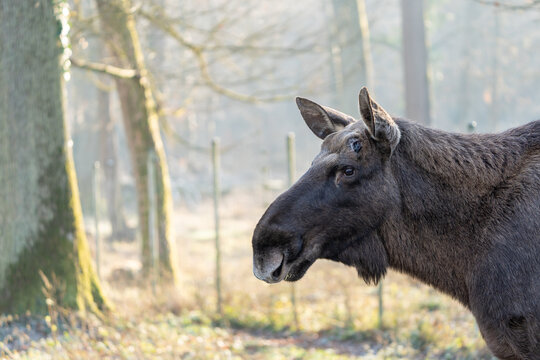elk