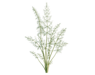 Obraz premium Foeniculum vulgare tree, elevation, front view, cutout, transparent background, isolate, Dill herb sprig, detailed close-up, vibrant green color, botanical, fresh, food ingredient