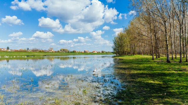 Aerial view of reflective waters mirroring the sky's fluffy clouds beside a verdant bank lined with tall, slender trees, Kovilj, Vojvodina, Serbia.