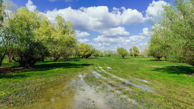 Aerial view of a lush, vibrant meadow reflecting the sky, framed by trees under a sky dotted with clouds, Kovilj, Vojvodina, Serbia.