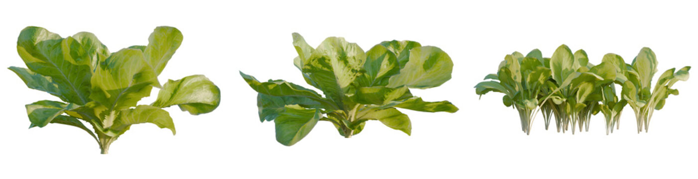 Lactuca sativa tree, elevation, front view, cutout, transparent background, isolate, Fresh green lettuce leaves close-up, vegetable garden produce, healthy food, nutrition, culinary ingredients