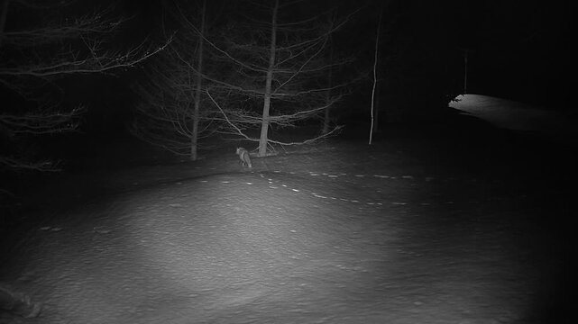 A red fox moves across fresh snow in a silent night forest, captured by a trail camera. Moonlight, footprints, and bare trees create a solitary winter wildlife moment.