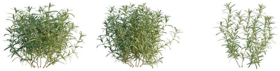 Fototapeta premium Salvia rosmarinus tree, elevation, front view, cutout, transparent background, isolate, Detailed Close-Up of Fresh Rosemary Branch with Vibrant Green Leaves on a Natural Background