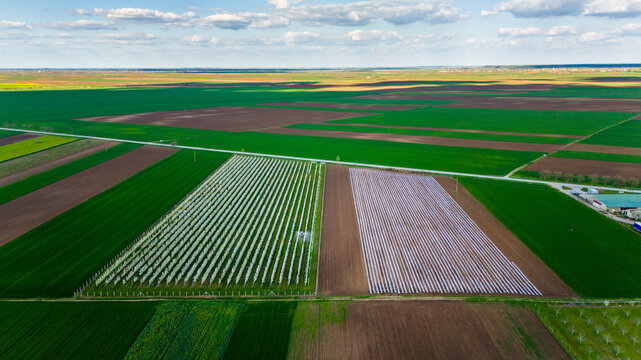 Aerial view of geometric fields creating a patchwork of vibrant greens, browns, and subtle whites, divided by linear roads, stretching towards the horizon, Kovilj, Vojvodina, Serbia.