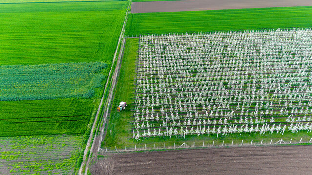 Aerial view of a tractor working in a blooming orchard next to vibrant green fields, a tapestry of agriculture unfolds, Kovilj, Vojvodina, Serbia.