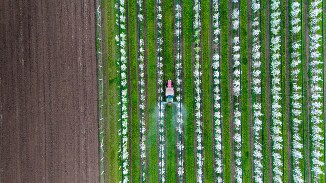 Aerial view of a tractor spraying pesticides over neat rows of flowering trees next to a field of dark soil, Kovilj, Vojvodina, Serbia.