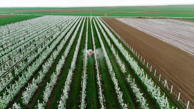 Aerial view of a blossoming orchard with rows of trees exploding in white blooms next to the brown soil, Kovilj, Vojvodina, Serbia.