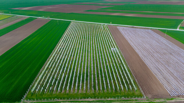 Aerial view of vibrant green and brown fields creating a geometric tapestry under the clear sky, Kovilj, Vojvodina, Serbia.