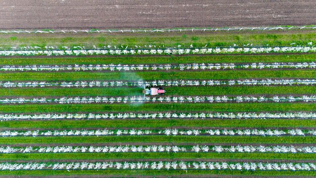 Aerial view of a tractor spraying a field of vibrant green rows interspersed with white blossoms, creating a stark contrast, Kovilj, Vojvodina, Serbia.