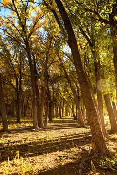 Golden Autumn Cottonwood Grove Path in Wyoming with Sunlit Trees and Forest Floor
