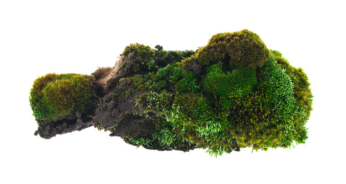 Green moss isolated on white background.