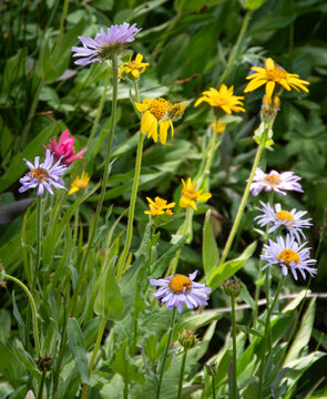 Colorful arrangement of blue and yellow wildflowers