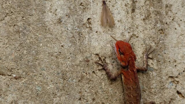 Close up footage of an oriental garden lizard (Calotes versicolor) actively hunting and catching flying termites on a wall in natural habitat during spring season in Himachal Pradesh, India.