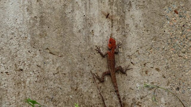 Wide video of Oriental Garden Lizard actively hunting and catching flying termites while climbing on a wall in a natural outdoor setting during spring in Himachal Pradesh.