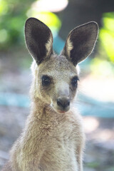 Joey Eastern Grey Kangaroo, a marsupial native to Australia.  © pauline.mongarny
