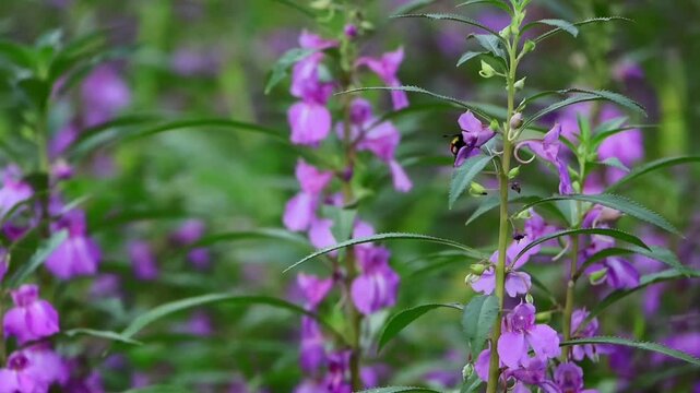 Wide slow motion video showcasing a blood tipped bumble bee collecting nectar and pollinating garden balsam flowers in a natural monsoon landscape of himachal pradesh india.