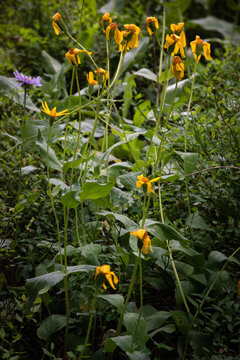 a wilting group of arnica wildflowers, Beartooth Wilderness, Wyoming