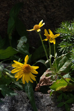Dainty arnica wildflowers, Beartooth Wilderness, Wyoming