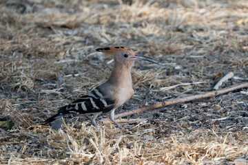 A Eurasian Hoopoe © Moshe Einhorn