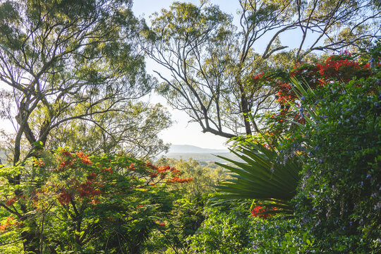 Lush, tropical landscape featuring bright red blooming Gulmohar trees (Delonix regia) and other dense foliage. 
