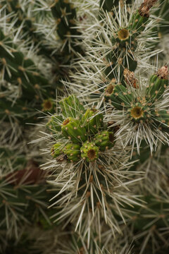 sheathed cholla or Brown-spined Hudson pear (Cylindropuntia tunicata)