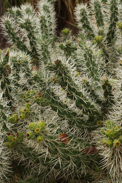 sheathed cholla or Brown-spined Hudson pear (Cylindropuntia tunicata)