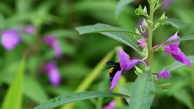 Macro slow motion video showcasing a blood tipped bumble bee collecting nectar and pollinating garden balsam flowers in a natural monsoon landscape of himachal pradesh india.