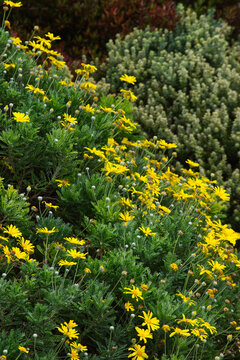 grey-leaved euryops (Euryops pectinatus)