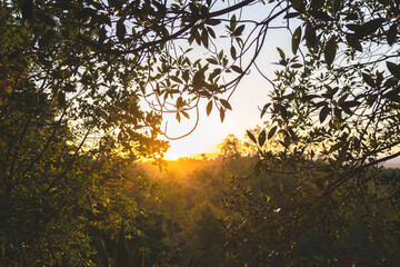 Fototapeta premium Scenic view of a forest at sunset, with the sun's rays filtering through the tree canopy.