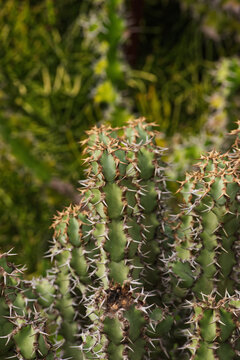 Euphorbia coerulescens