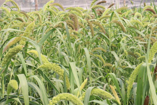 Foxtail millet, scientific name Setaria italica plant on farm