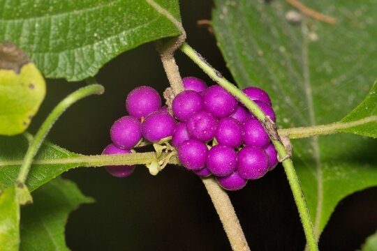 American Beautyberry Callicarpa americana plant berries cluster and leaves.